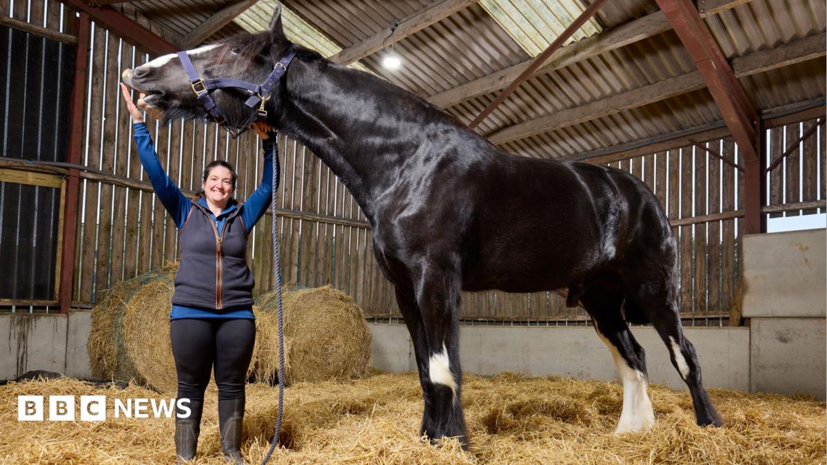 'He's massive!' Meet Hugo, the world's tallest horse