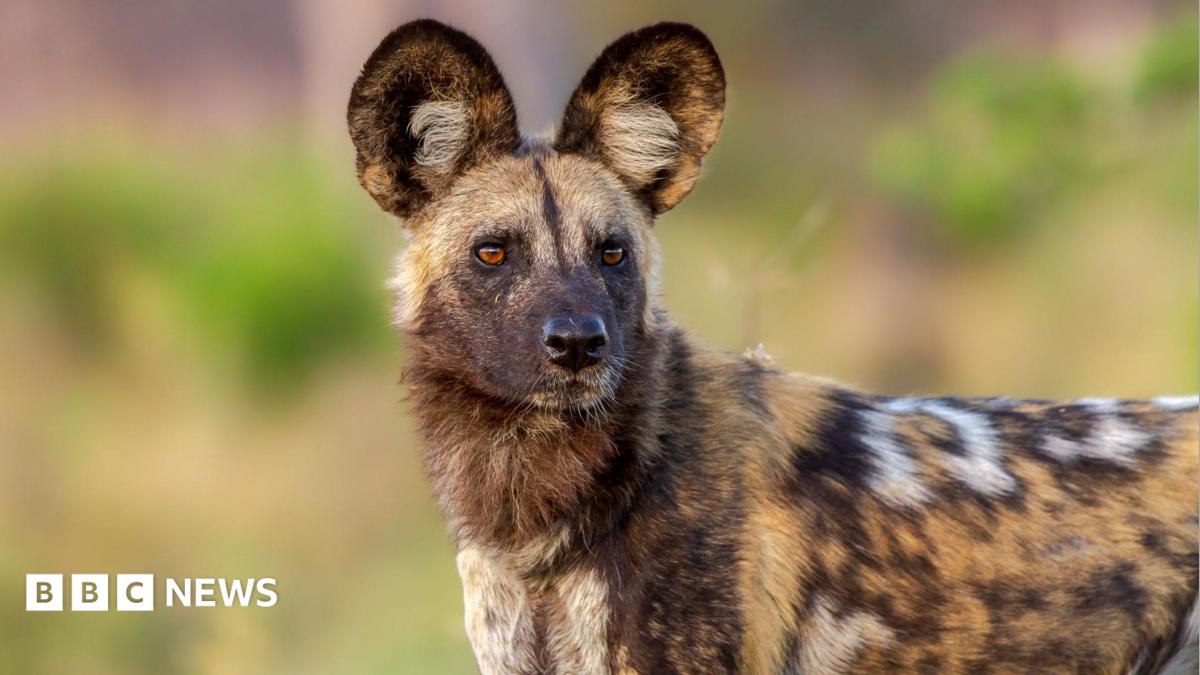 Wild dogs record 2,500-mile trek across Africa in search of a mate