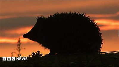 Hedgehog among four chosen animals to feature on your new banknotes