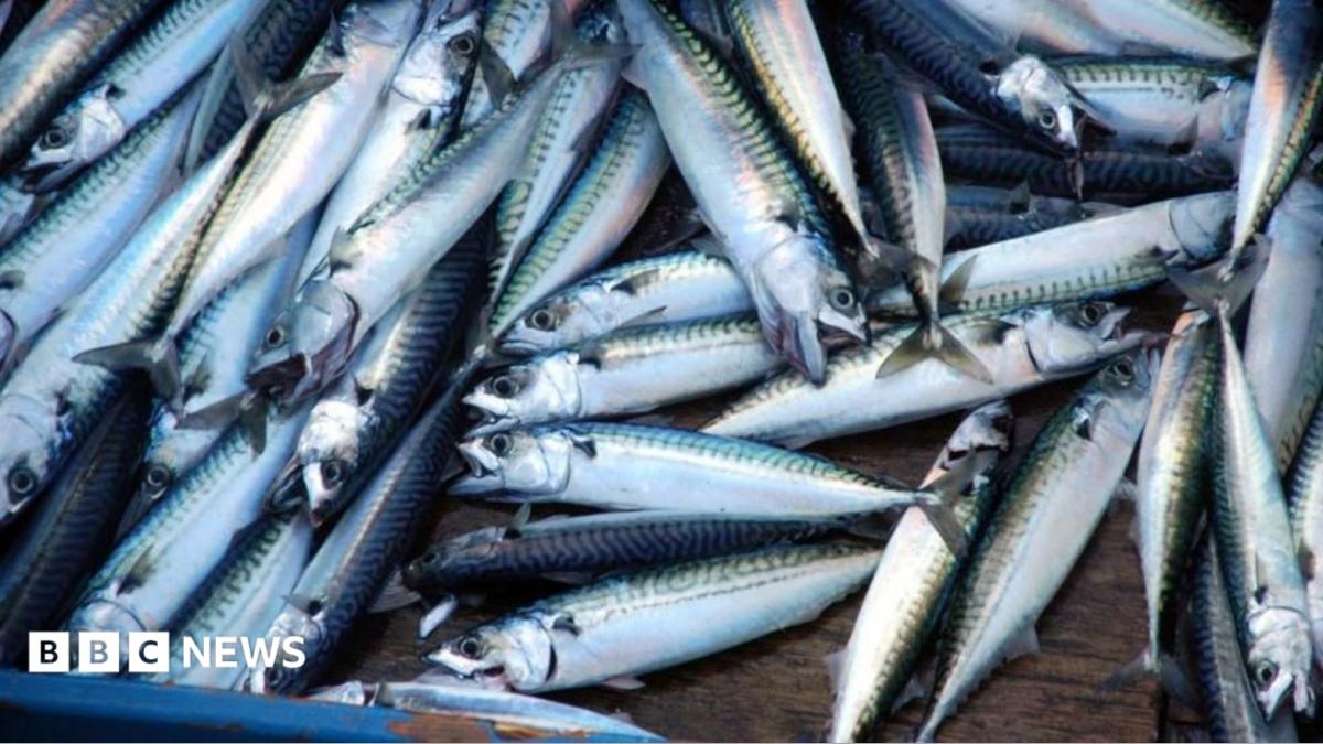 'Skimpflation' warning as tinned mackerel alternative hits more supermarket shelves
