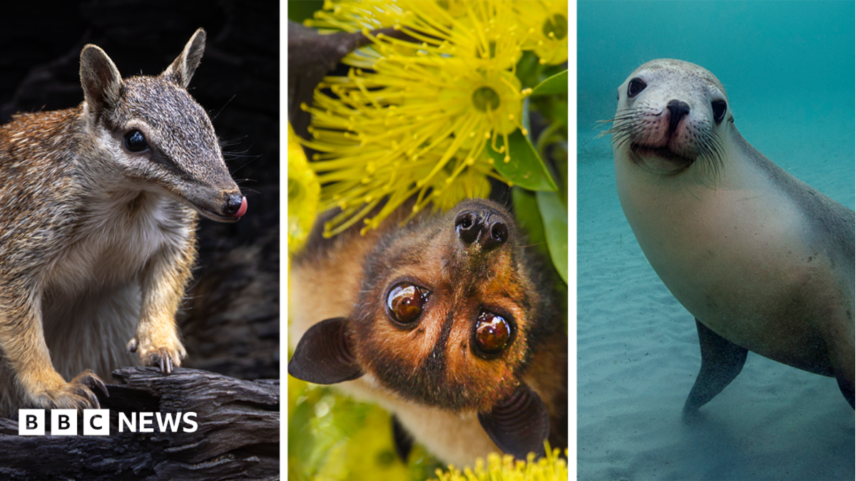 Australia is the planet's extinction hotspot, but one animal offers a glimmer of hope