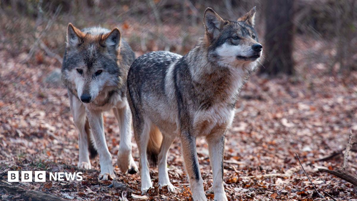 Trump signs order to remove endangered species protection for grey wolves