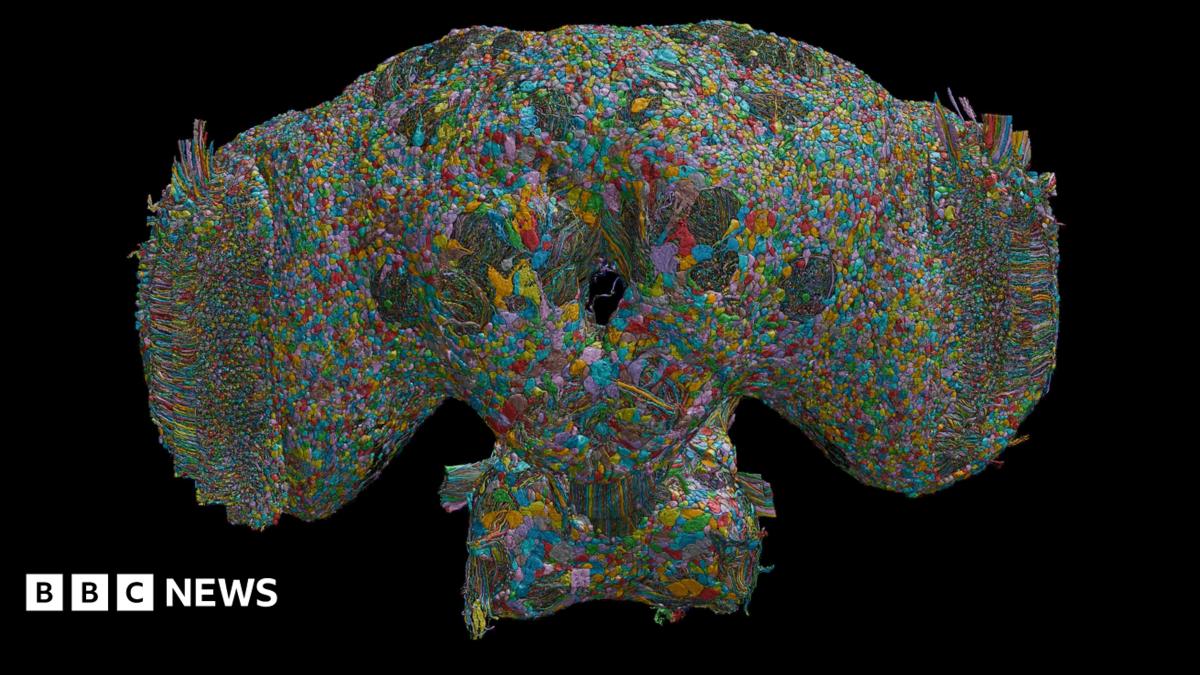 How the brain of a fly may help explain human behaviour