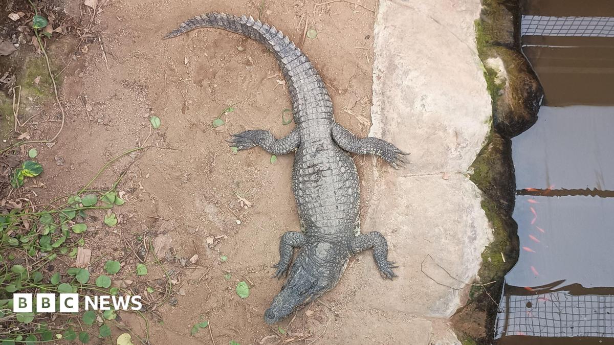 Inquiry into care of man held after 3-year-old injured in crocodile enclosure