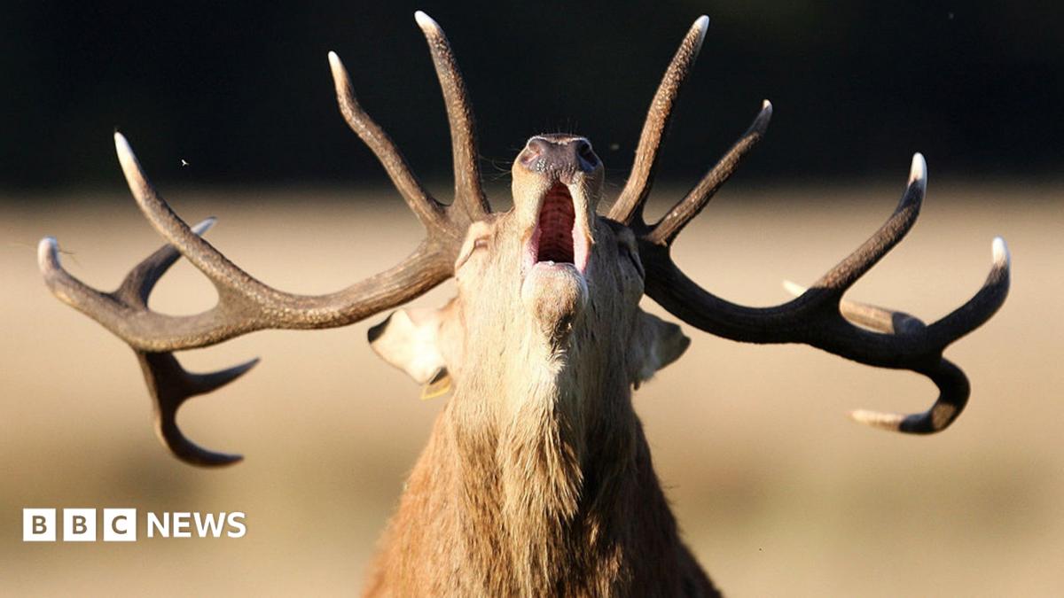 Why is feeding deer in the Royal Parks dangerous?