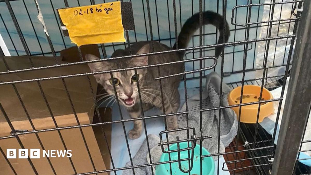 Twelve arrested for allegedly running cat trafficking ring in Vietnam