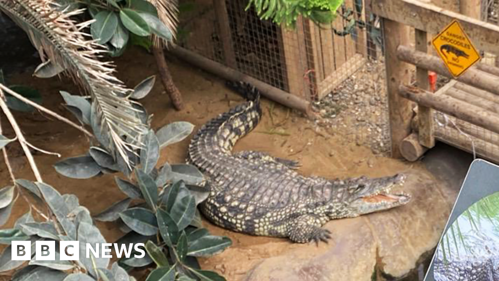 Zoo worker jumped into crocodile enclosure to save injured boy, BBC told