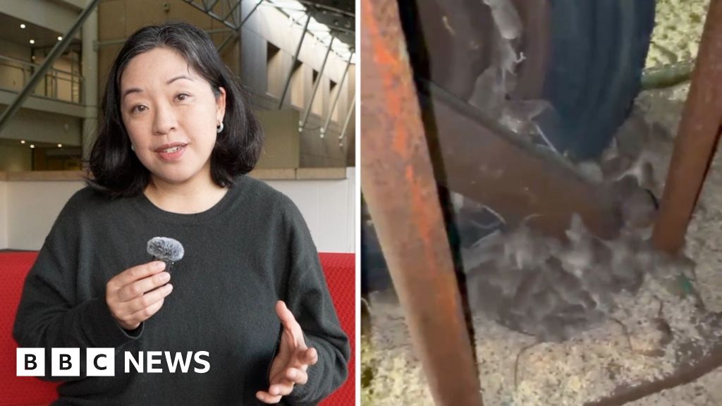 Why are devastating mice plagues happening in Australia?