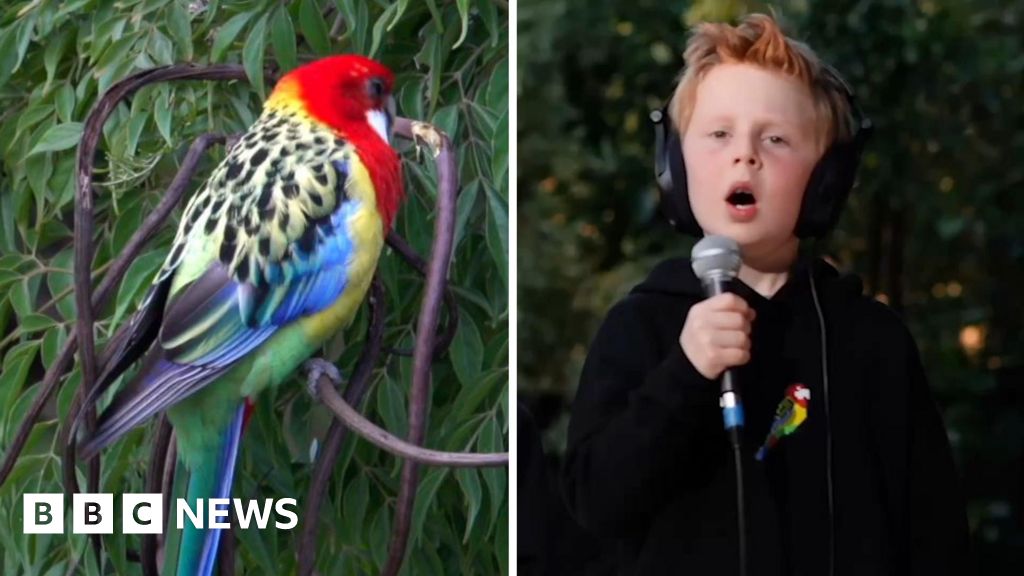 Eastern Rosellas! - Meet the seven-year-old behind viral song