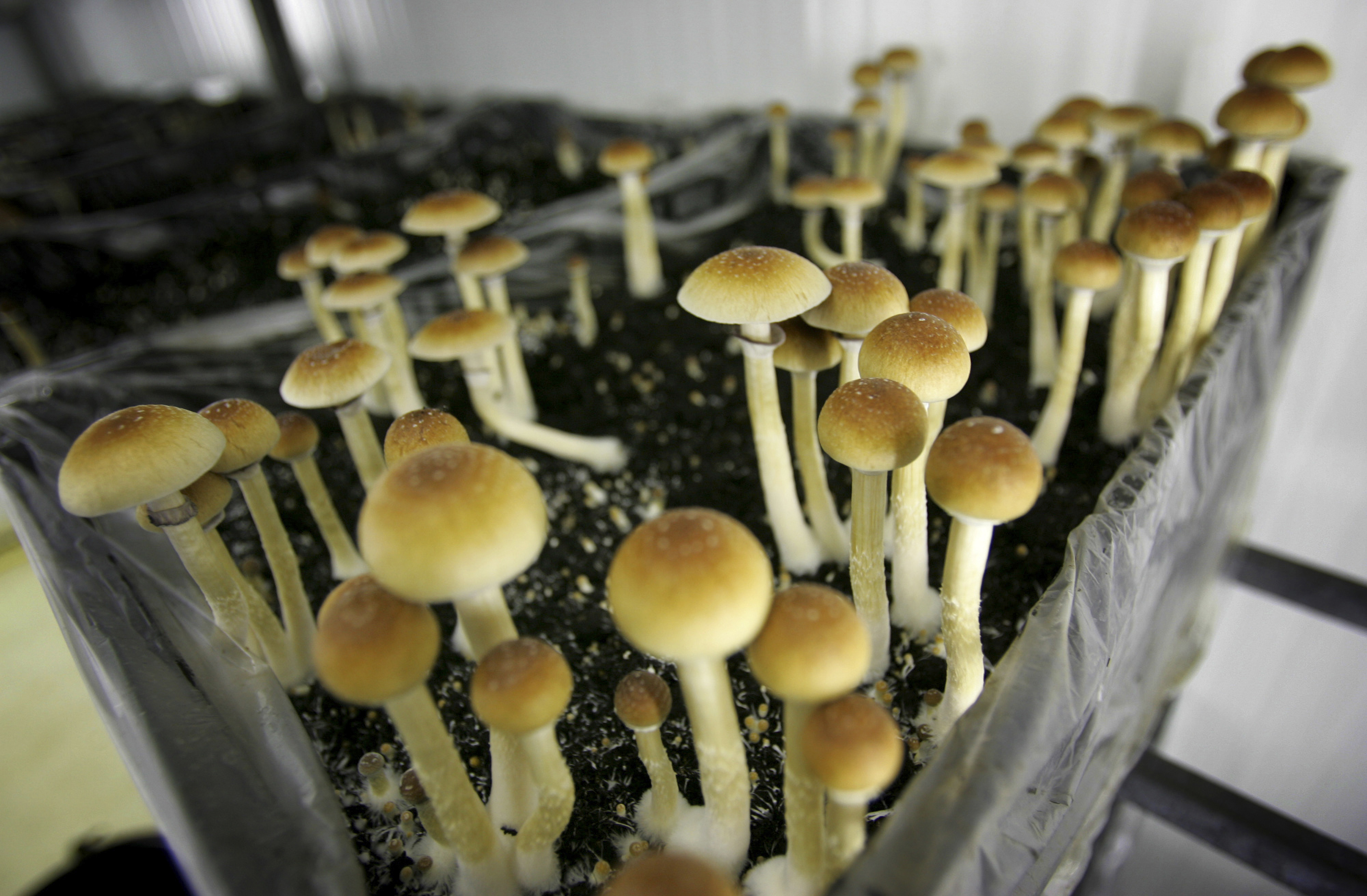 Psychedelics could offer a lifeline for Nevada’s struggling veterans and first responders