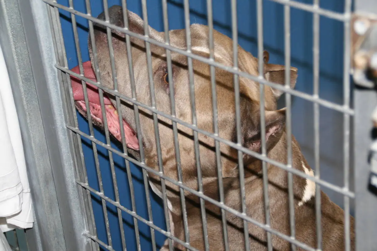 LETTER: For the animals