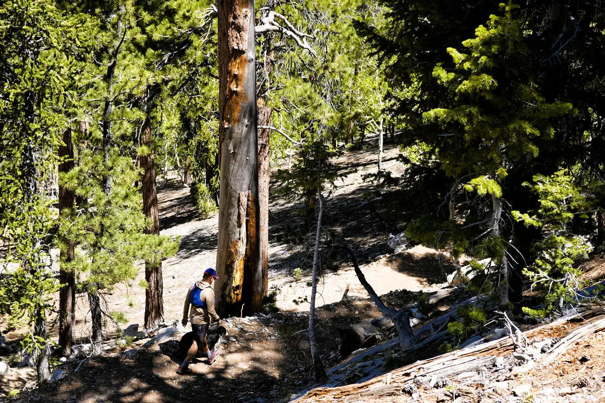 Lee Canyon adds new 2-mile mountain hiking trail