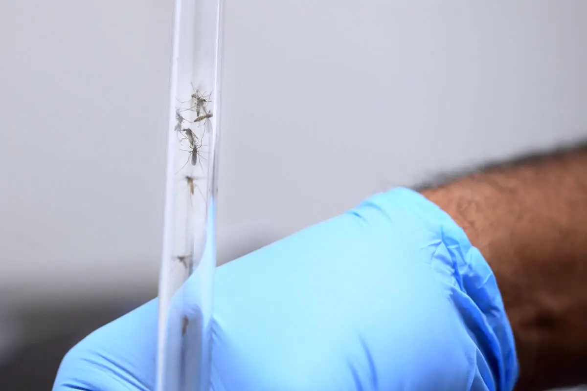 Las Vegas mosquitoes test positive for West Nile virus, health officials say