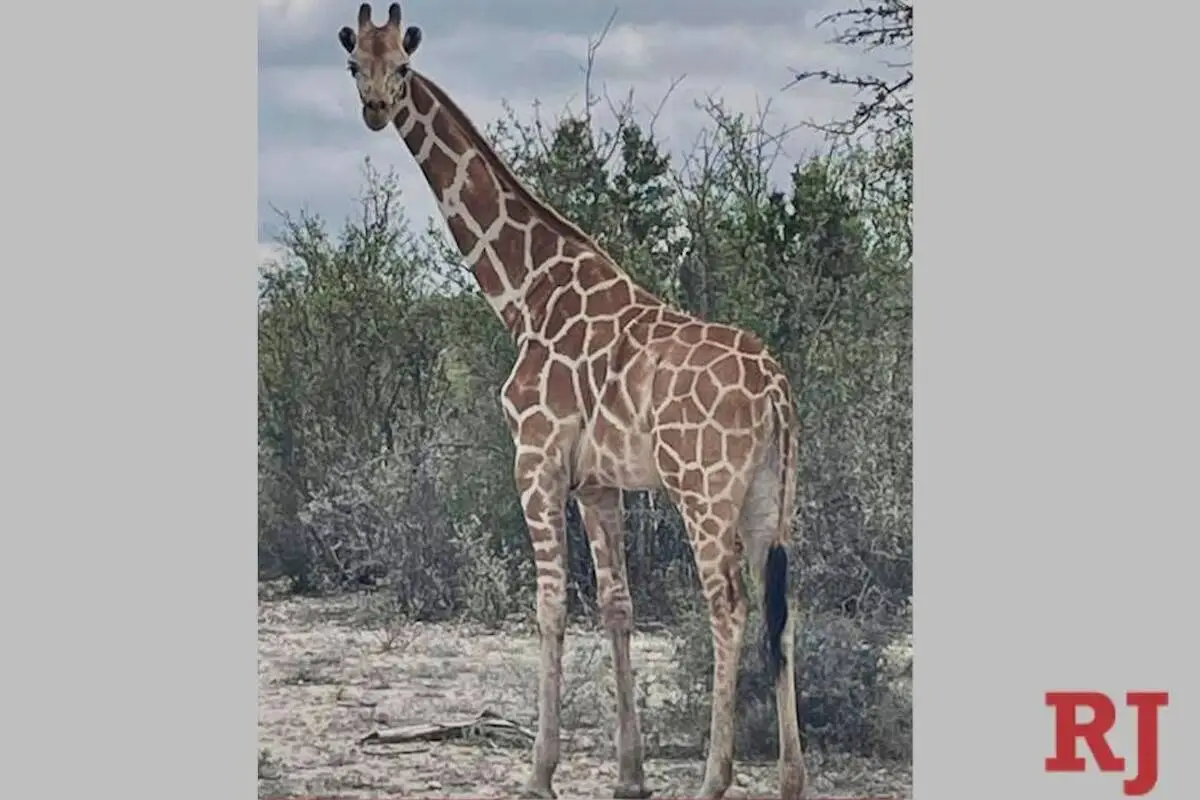 A giraffe named Gracie escaped in Texas. No one can seem to find her