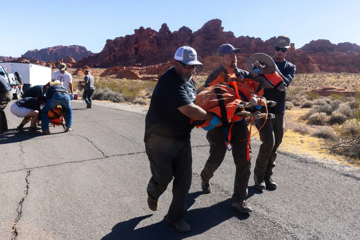 An ‘orchestrated dance’: Nevada moves bighorn sheep to help restore northern herd