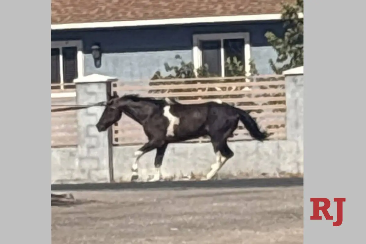 Metro seeking info on truck that dragged horse, left animal dead