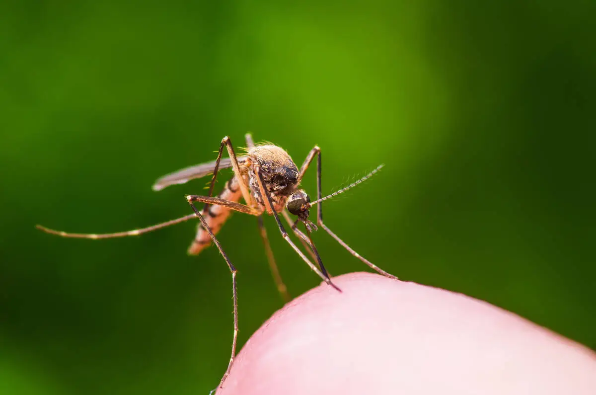 Additional mosquito pools test positive for West Nile virus in Clark County