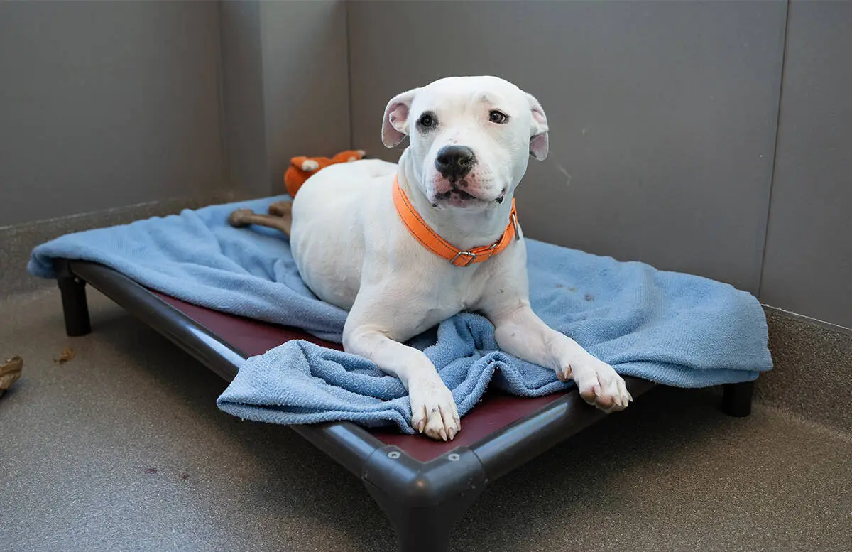 Clark County’s plans for supplemental $39M animal shelter moving ‘full speed ahead’