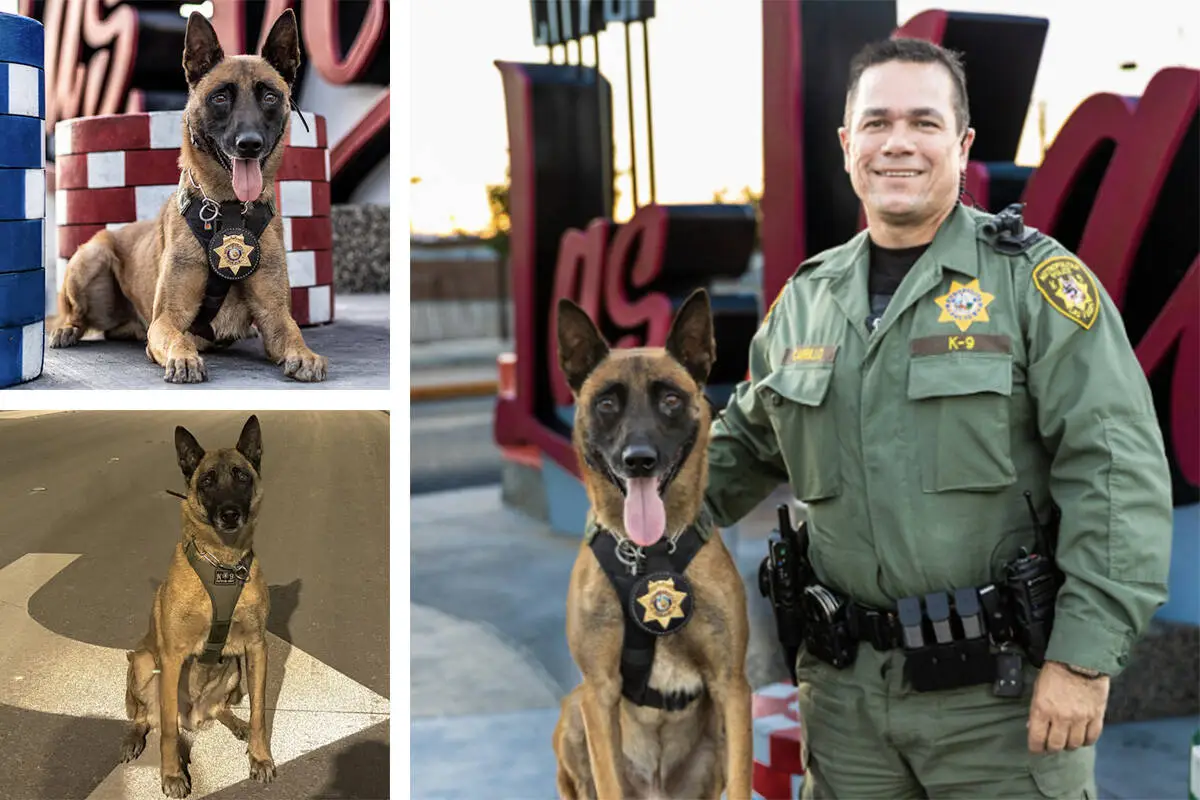 Las Vegas police K9 officer dies at 10 years old