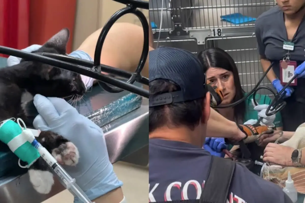 Las Vegas vet, fire crews save kitten with plant stand impaled through mouth — VIDEO