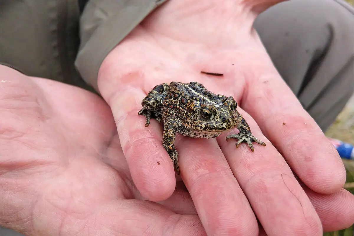 As federal protections change, Nevada’s endangered species face new uncertainty