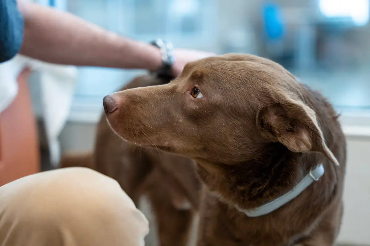 Nevada’s largest animal shelter calls for adoptions amid capacity crisis