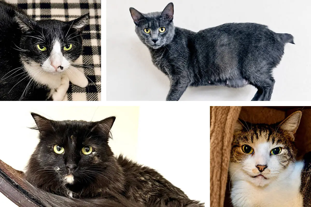Fees waived for long-waiting cats during adoption event