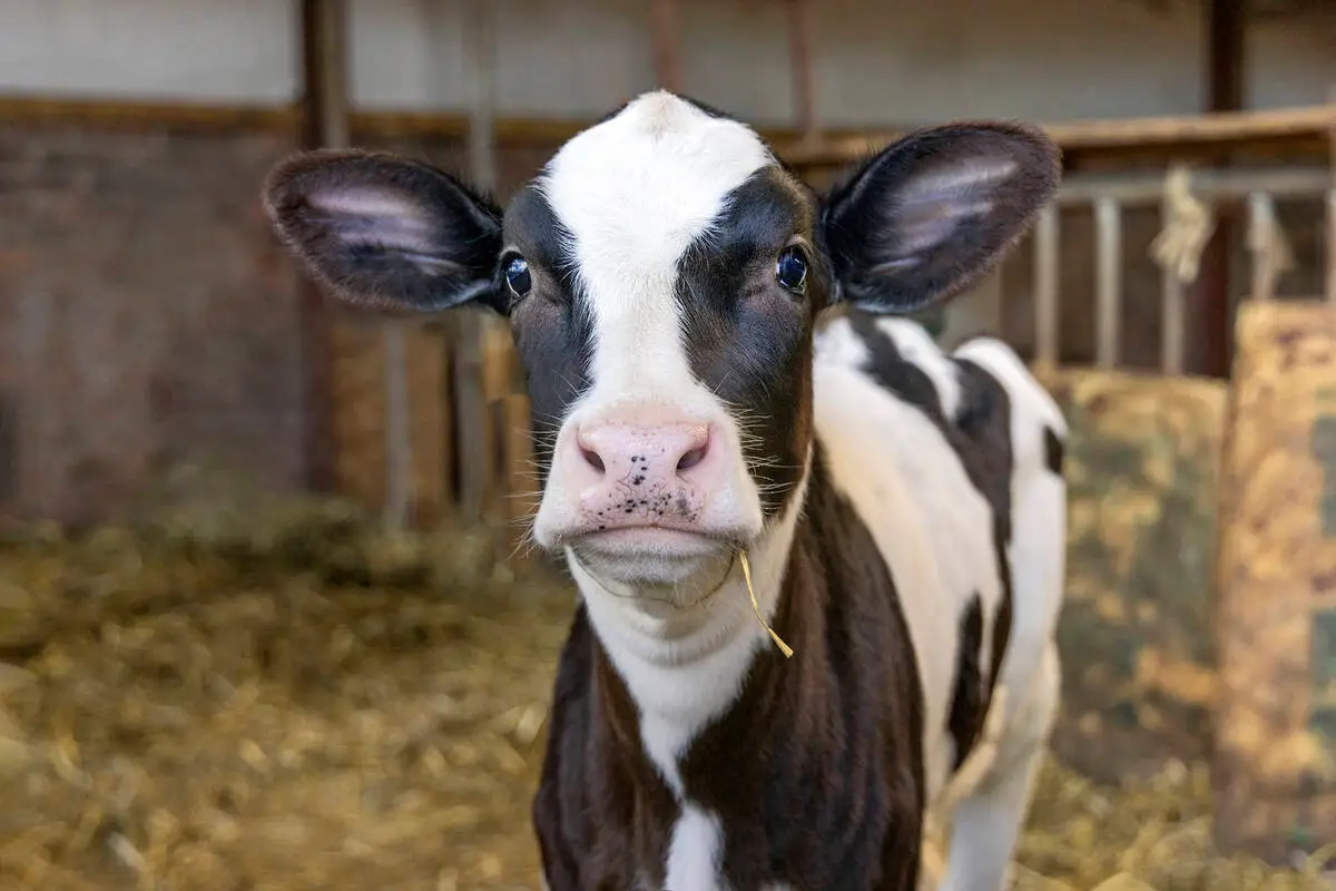 Why do farm children tend to avoid asthma and allergies?