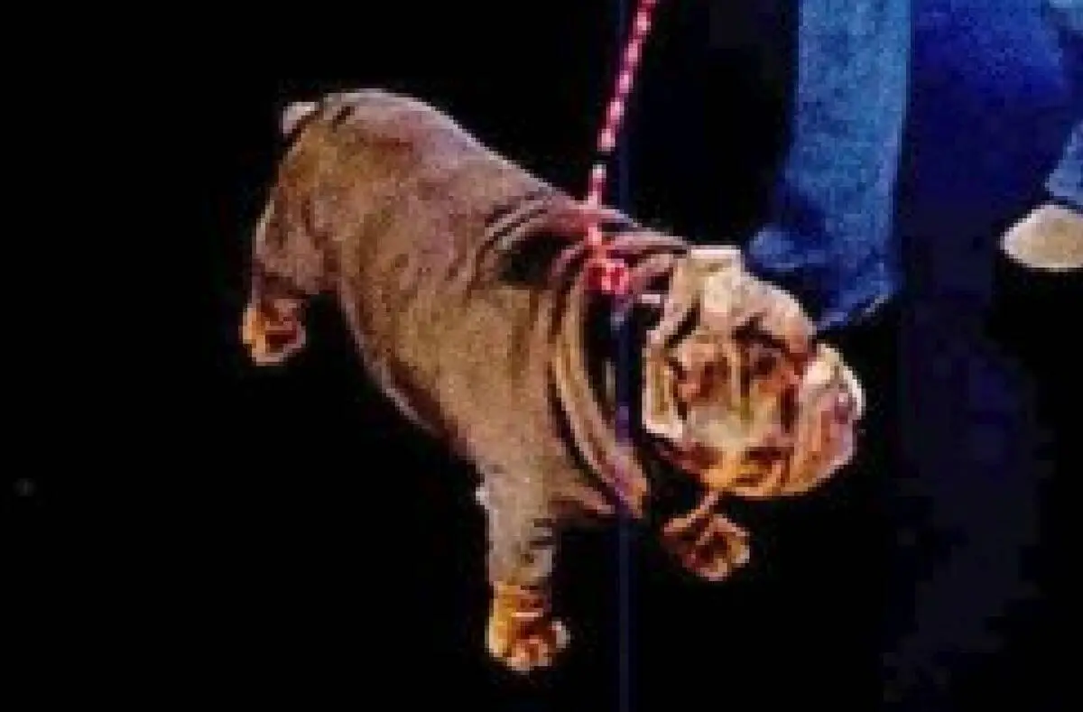Owner of Las Vegas dog training business arrested after bulldog dies