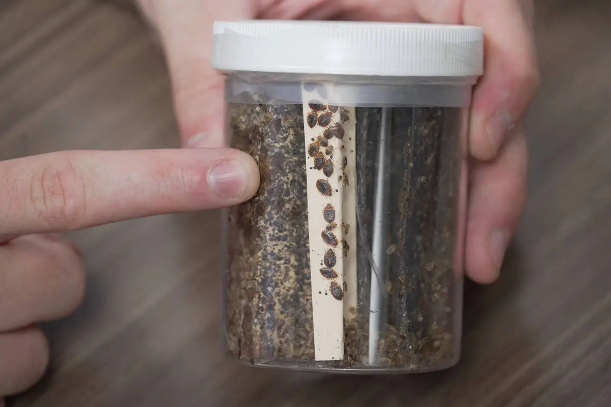 Why bedbug infestations are increasing, and what to do about them