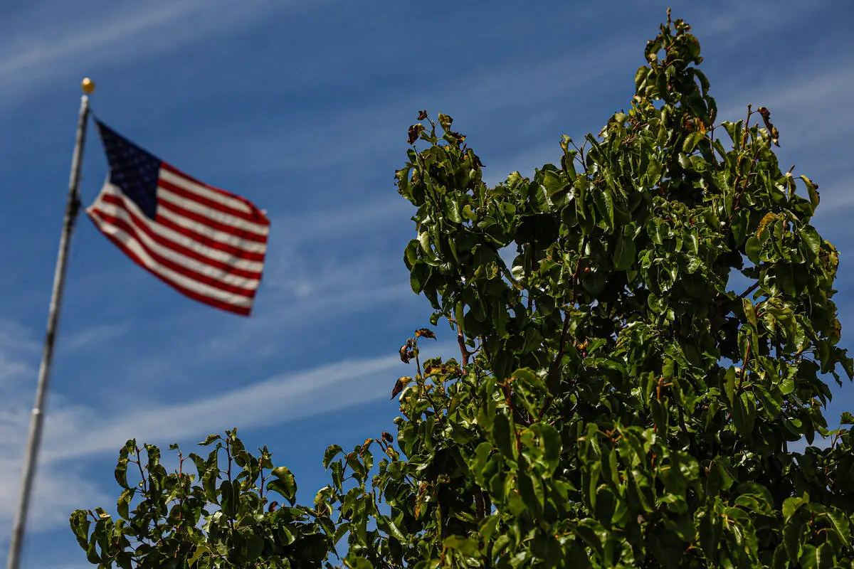 From Ground Zero to Las Vegas: Trees symbolizing resilience take root in the desert