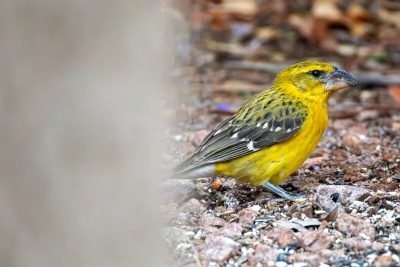 Rare bird, never-before-seen in Nevada, rides out Rachel at Henderson home