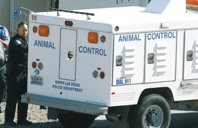 Victim bitten by rabies-infected fox in south Las Vegas Valley, officials say